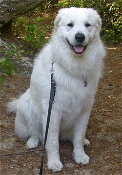 Attila June 2008 thumbnail