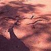 the mudmap
