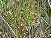 unidentified plant, Bear's woods