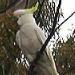 Sulpher-Crested Cockatoo