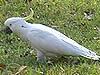 Sulpher-Crested Cockatoo