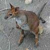 swamp wallaby