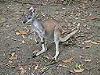 swamp wallaby