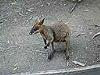 swamp wallaby joey