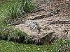 Freshwater crocodiles