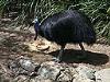 Cassowary