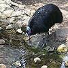 Cassowary