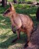 swamp wallaby