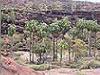 Palm Valley - red cabbage palms