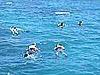 snorklers, Outer Reef, Great Barrier Reef