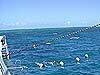 snorklers, Outer Reef, Great Barrier Reef