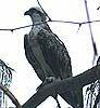 osprey, Green Island National Park, Great Barrier Reef