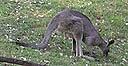 gray kangaroo