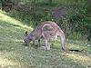 gray kangaroo