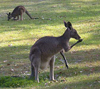 gray kangaroo