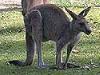 gray kangaroo