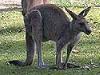 gray kangaroo