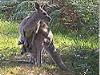 gray kangaroo mother and joey