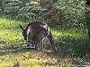 gray kangaroo mother and joey