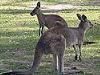 gray kangaroo