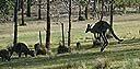 Glenbrook Wild Kangaroos