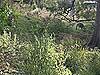 gray kangaroo