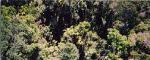 bird's eye view of rainforest from Scenic Skyway