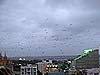 Flying foxes swarming over Sydney at dusk