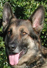 Tyler - German Shepherd Dog - headshot